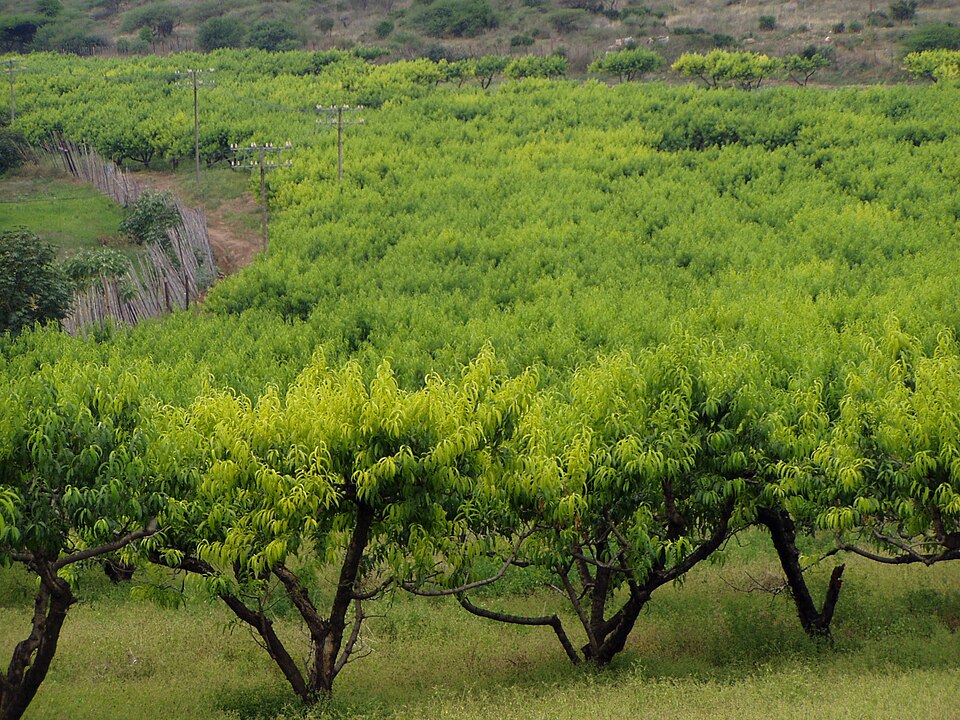 Yellowing peach trees affected by iron chlorosis on calcareous soil.