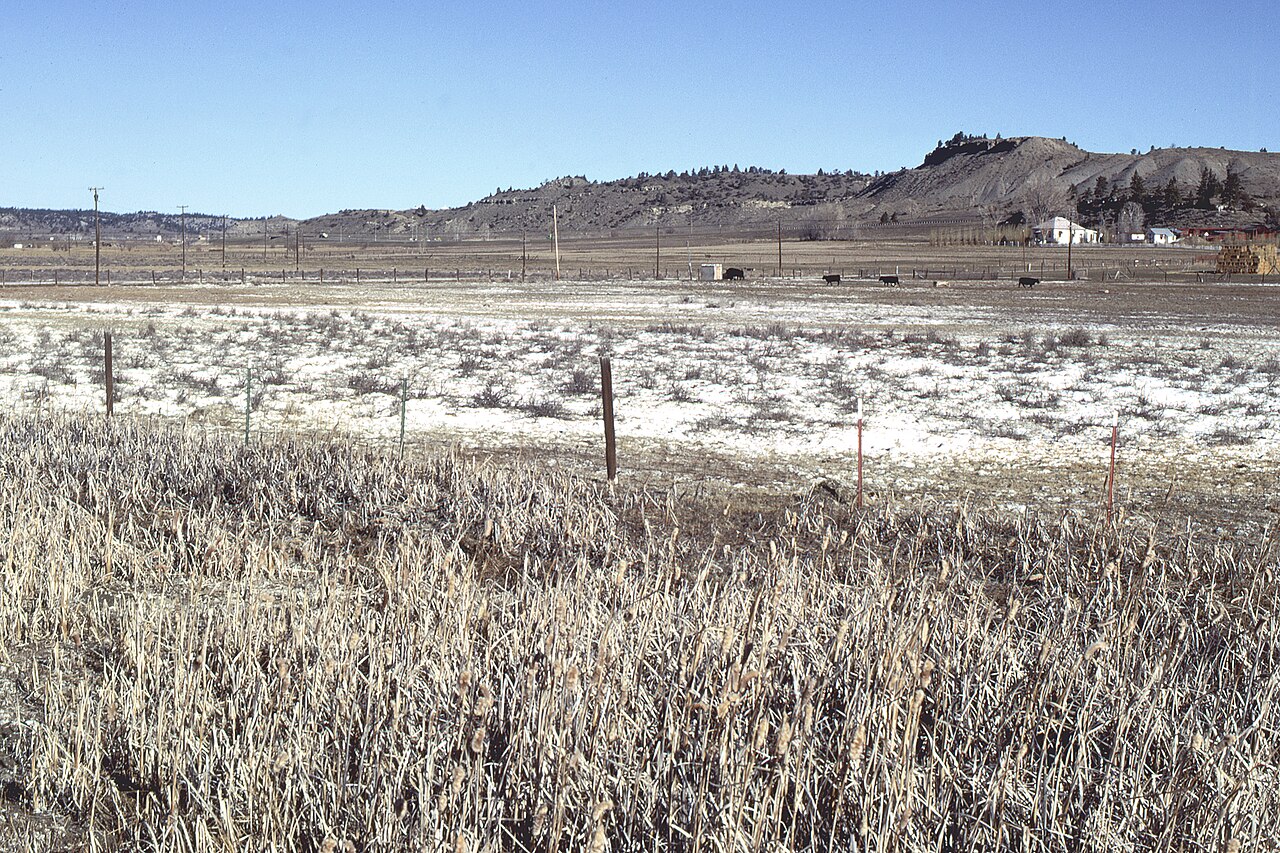 A white salt crust spread across irrigated ground, the vegetation dead in the foreground.
